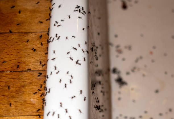 Best Commercial Pest Control Services  in Cold Spring Harbor, NY